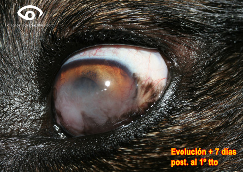 Colirio oftalmico con corticosteroides