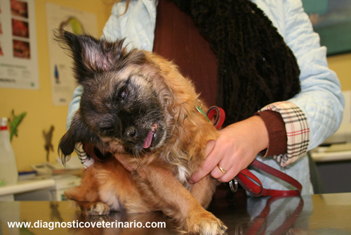 Sindrome vestibular en caninos domésticos