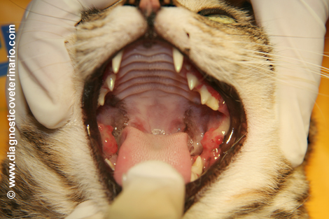 Complejo gingivitis estomatitis felina
