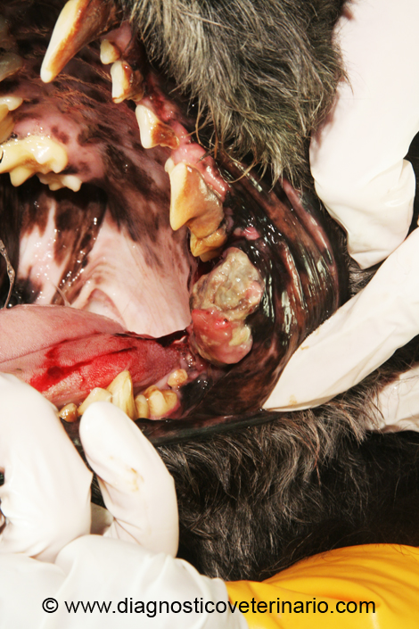 Melanosarcoma oral canino