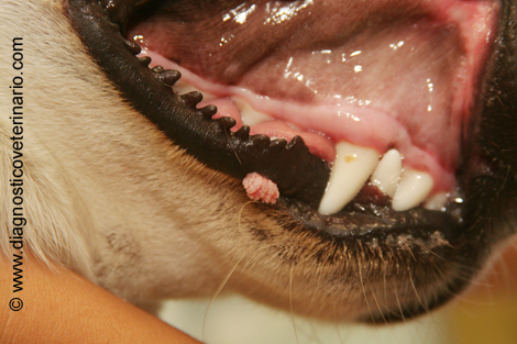 Papiloma oral canino