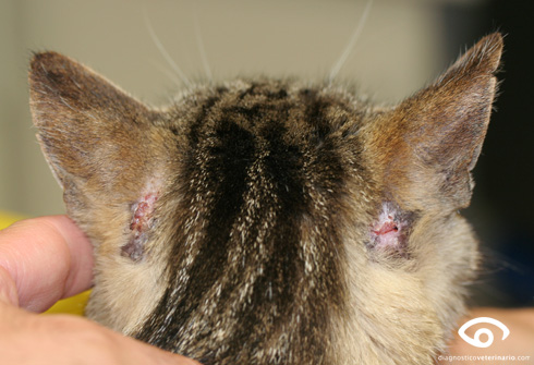 lesiones-bilaterales-oido-felino