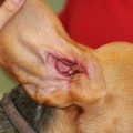 Oido beagle otitis