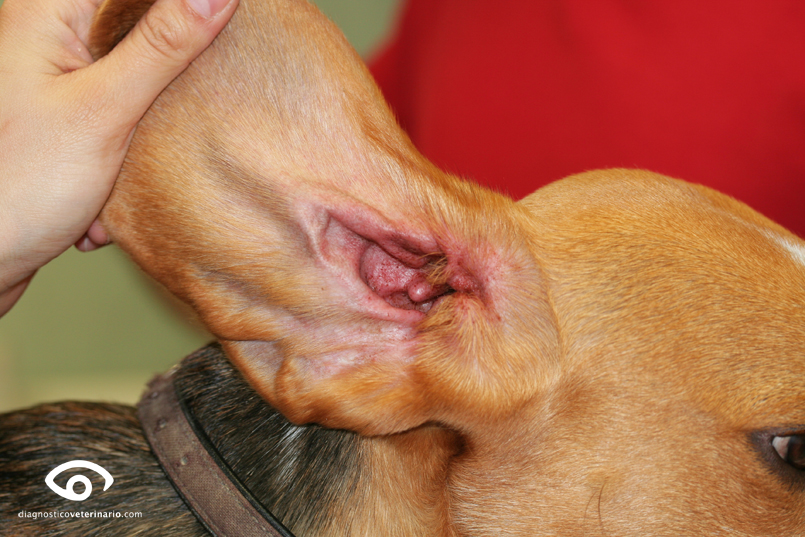 Oído beagle otitis