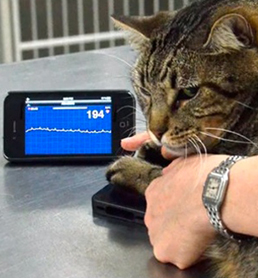 Aplicación y dispositivo utilizado en un gato.