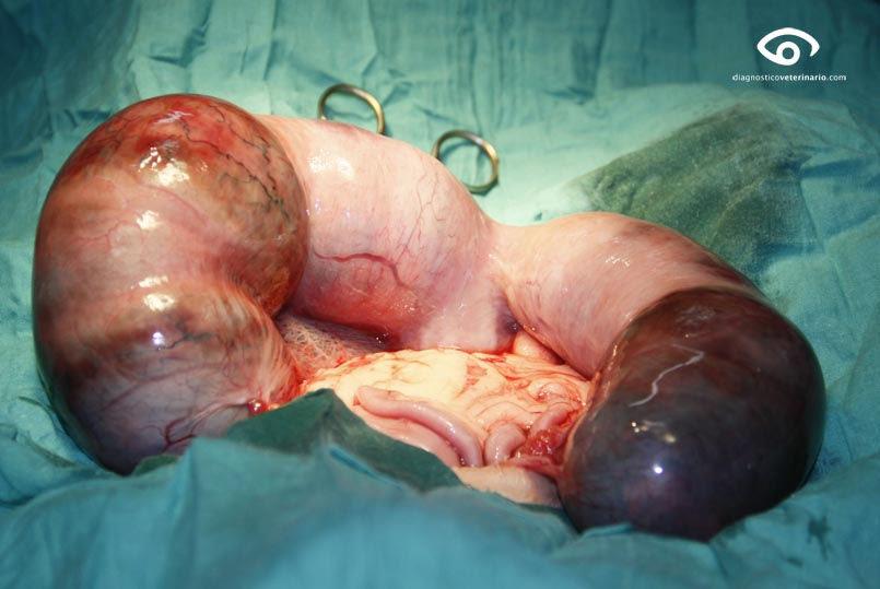 Cuernos uterinos congestivos y dilatados por la presencia de gas