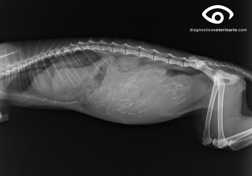 Radiografía preñez felina de 55 días +/-