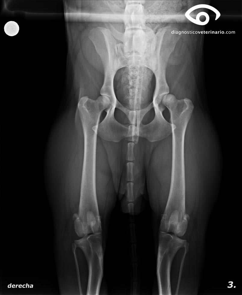 Radiografía cadera perro. | Diagnóstico