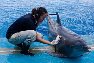 ekuore delfin 380