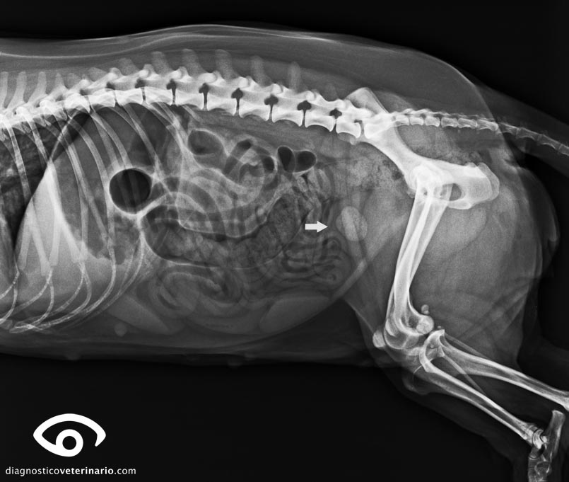Urolitiasis canina. | Diagnóstico