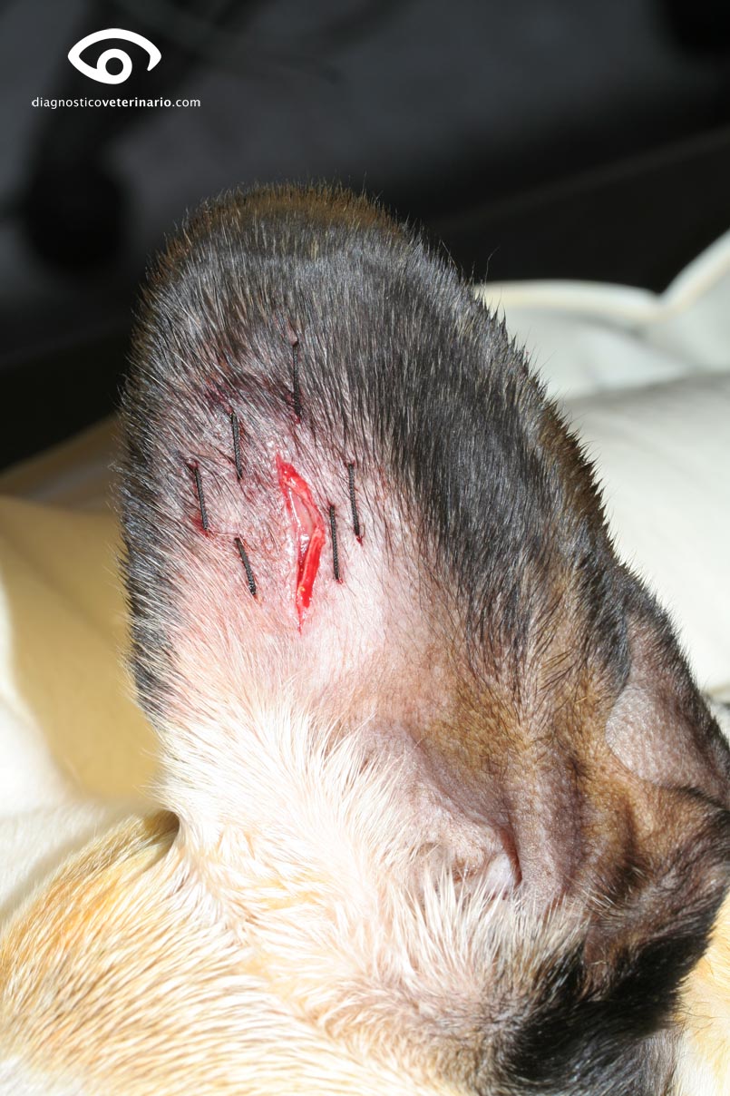 Otohematoma en el perro | Diagnóstico