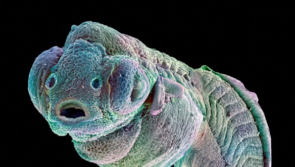 zebrafish-embryo