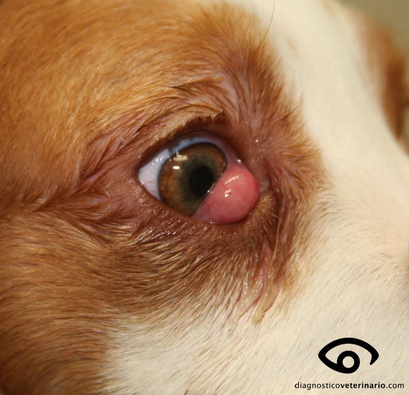 Prolapso de la de Harder en perro. | Diagnóstico Veterinario