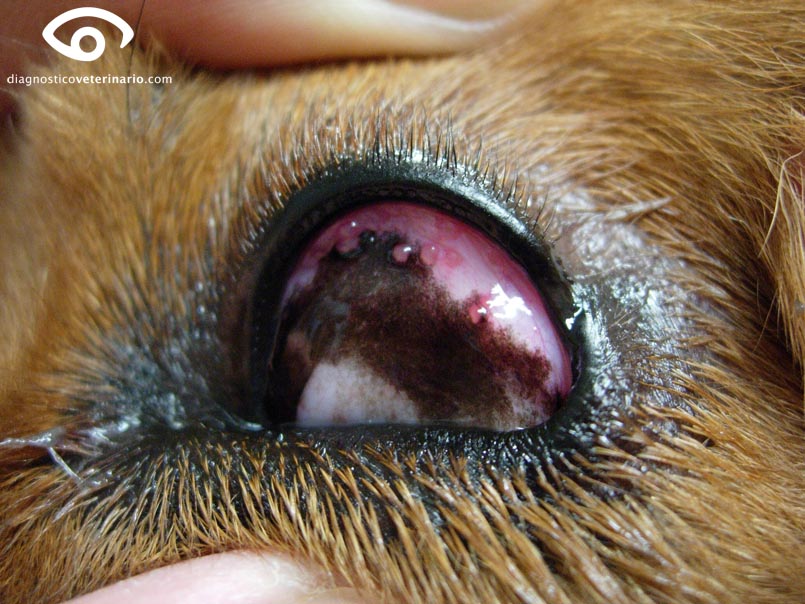 conjuntivitis folicular conjuctivitis oftalmologia perro
