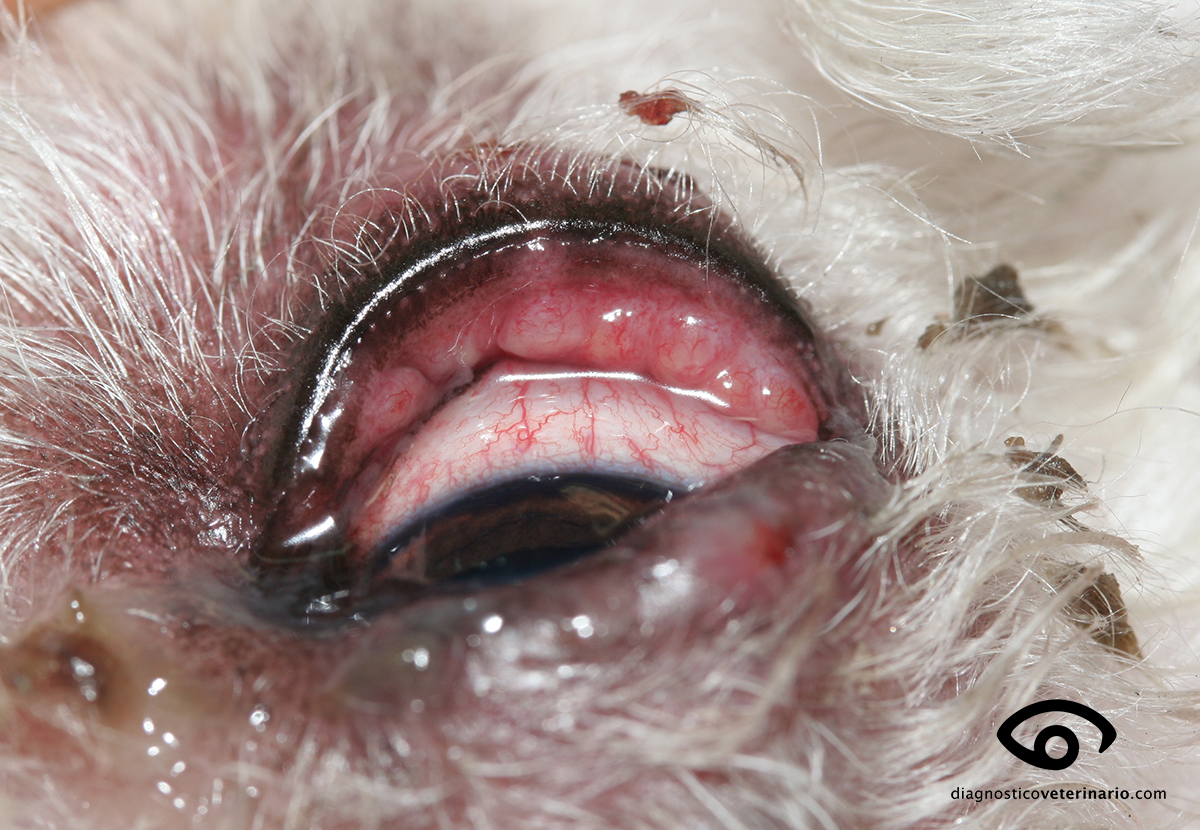 Conjuntivitis folicular en un paciente canino diagnosticado de atopia y demodeccia