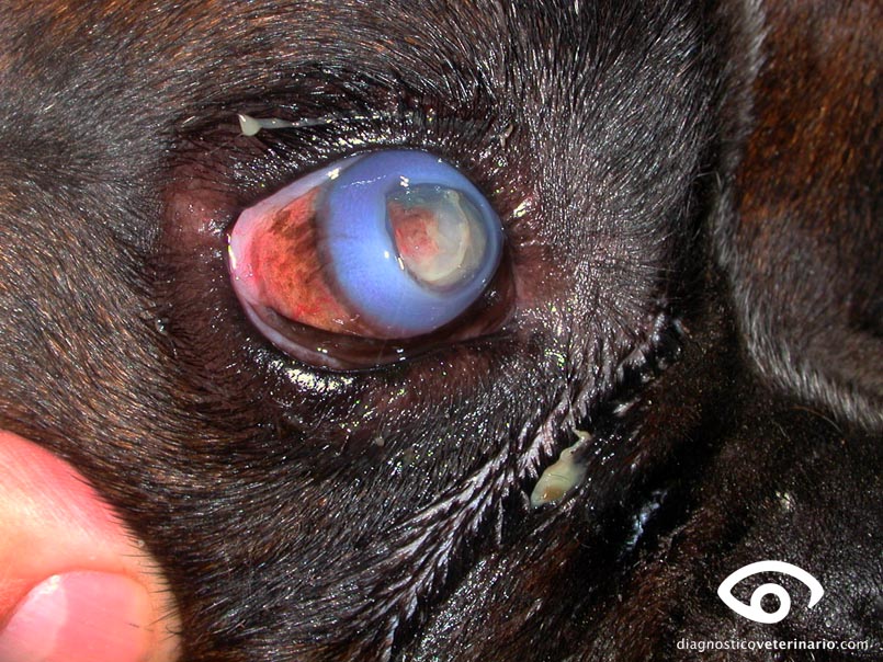 úlcera estromal en boxer ulceration eye