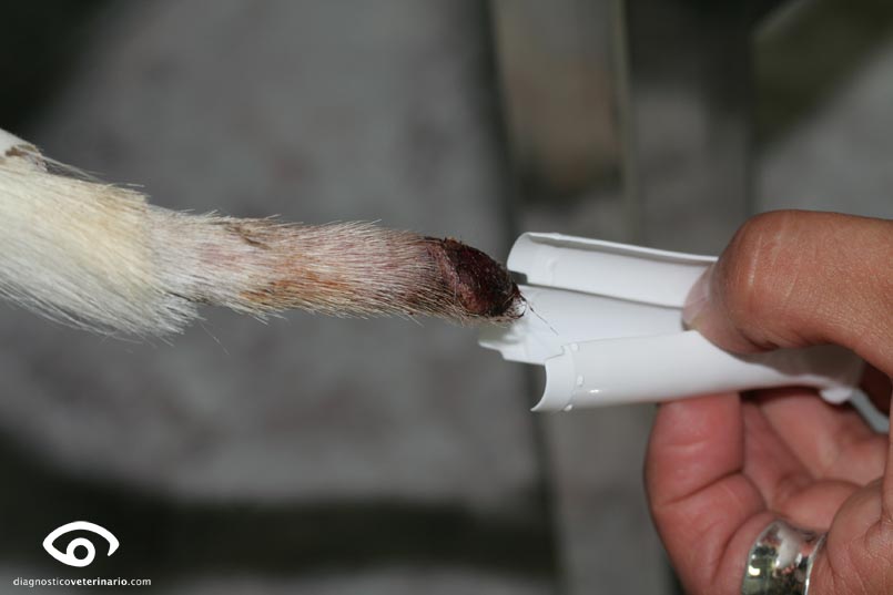 vendaje rabo perro granuloma herida