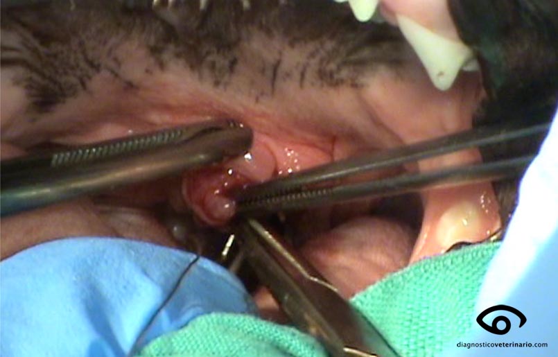 Braquicefalo cirugía sutura paladar
