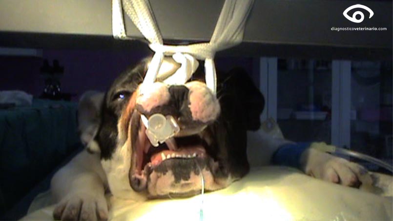 Braquicefalo cirugía posicionamiento bulldog