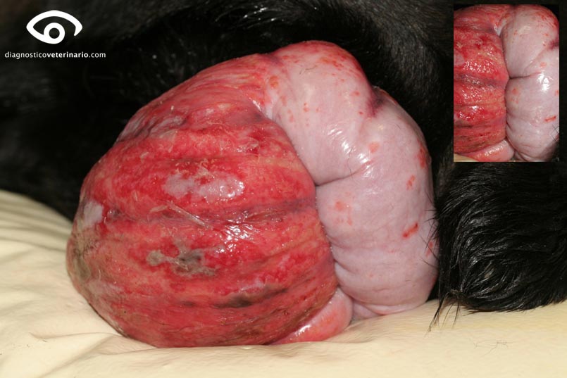 prolapso vagina perra necrosis úlceras abrasión vaginal prolapse bitch