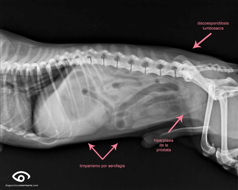 radiografía perro timpanismo aerofagia hiperplasia de prstata discoespondilosis lumbosacra