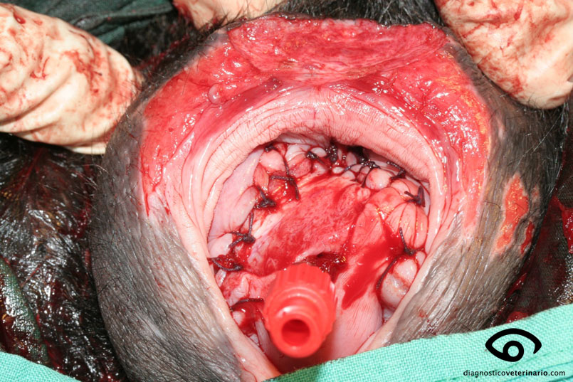 sutura mucosa vagina vaginal suture prolapse bitch perra prolapso vagina cirugía surgery veterinary veterinaria