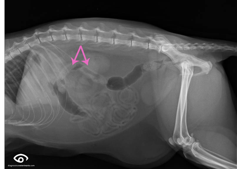 gastritis bola de pelo intestino gato