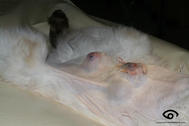 neoplasia mamaria felina