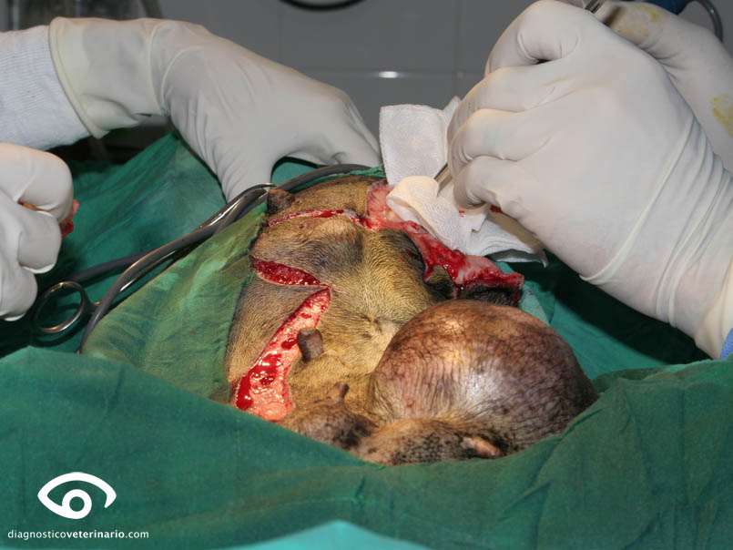 tumor mama ulcerado cirugia mastectomía parcial perra