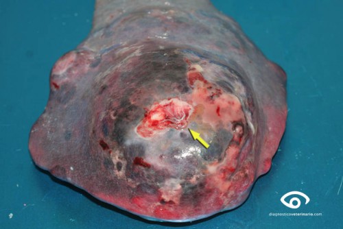 restos de omento en la zona de sangrado bazo hemangiosarcoma