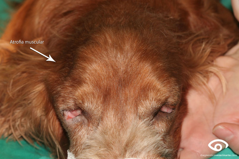 atrofia muscular hipotiroidismo perro