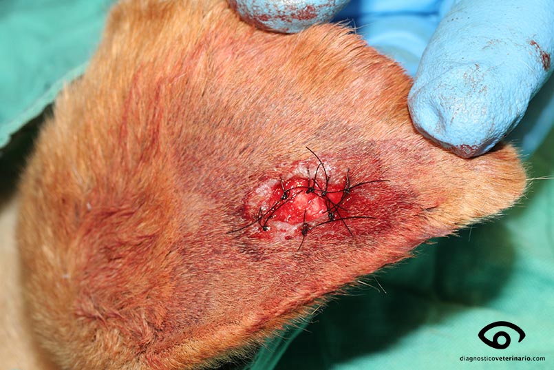Extracción de neoplasia cutánea mediante bisturí y tijera, sutura, histiocitoma
