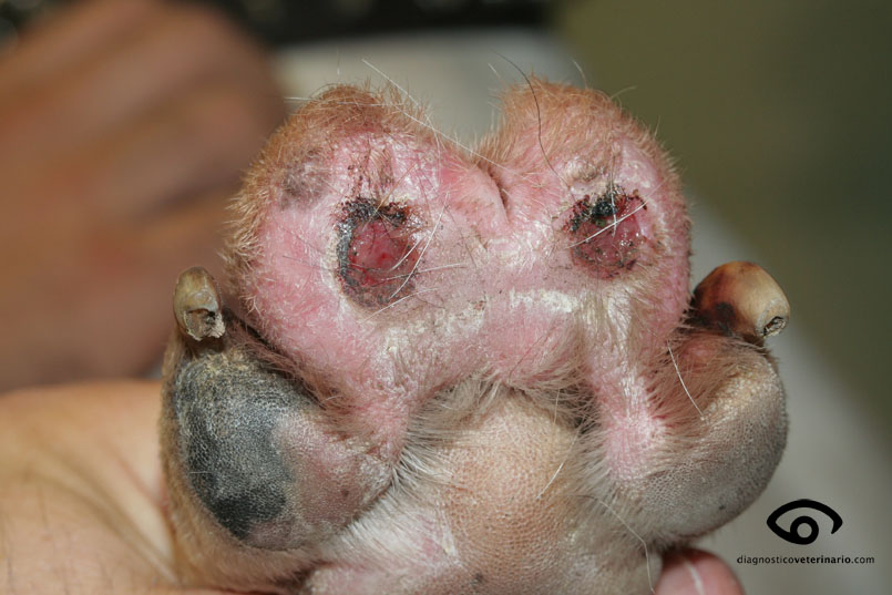 Ulcera vascular detalle perro almohadilla