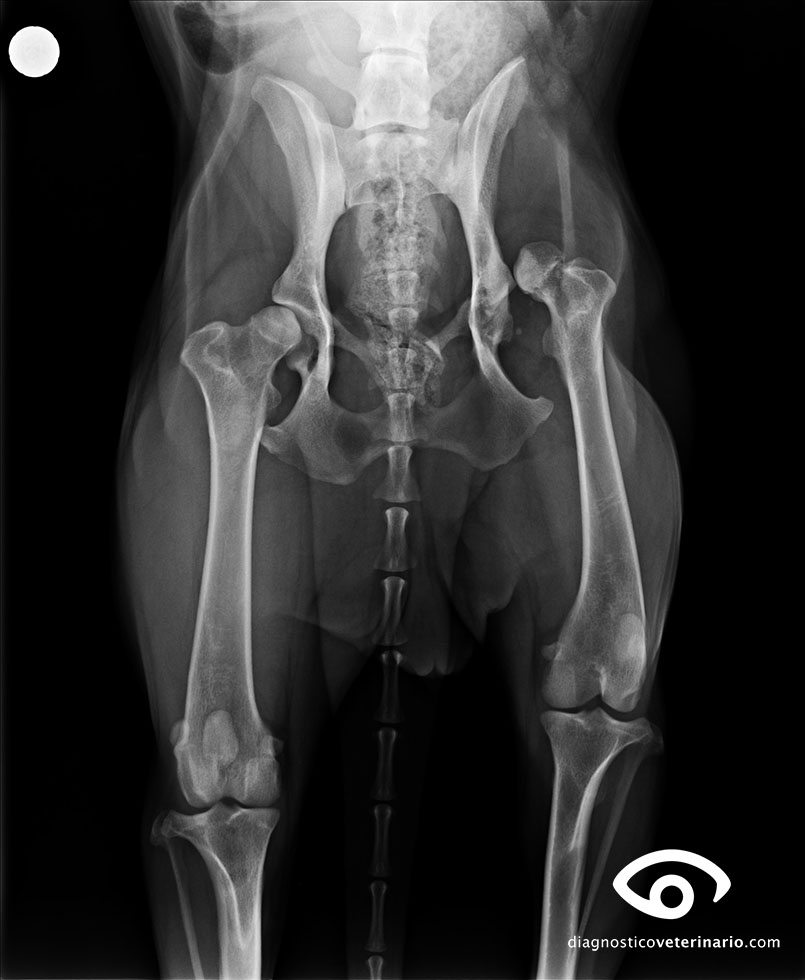 mimar En la cabeza de captura Artroplastia de cadera en perros | Diagnóstico Veterinario