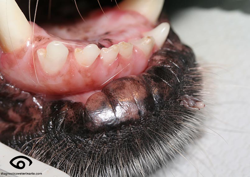 Papiloma en la boca perros. Cauza infecțioasă a cernagilisului