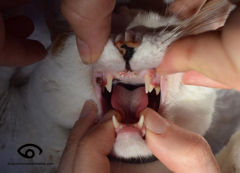 gingivitis felina cronica boca