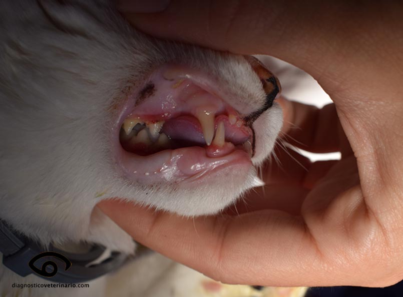 Gingivitis en gatos | Veterinario