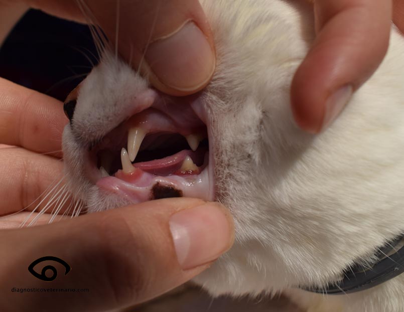 gingivitis felina