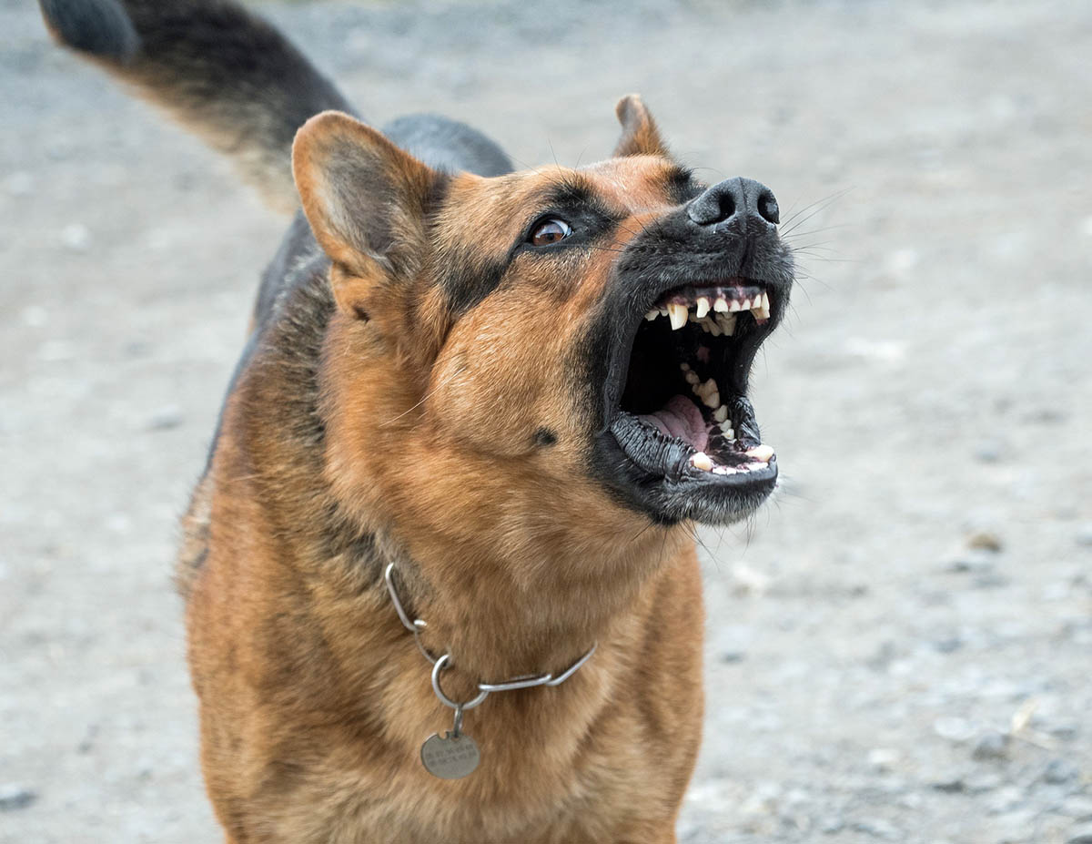 El dueño de un PPP (perro potencialmente peligroso) si llegará atacar o matar, tendrá el responsable del canino que cumplir con una condena penal que va de una sentencia de un año hasta los 10 años de cárcel y además cubrir los daños de los afectados